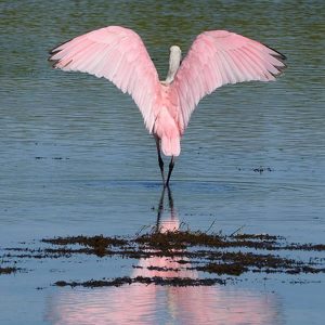 Pink Angel