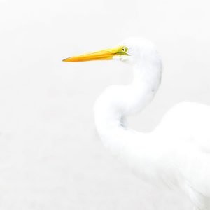 Great White Egret