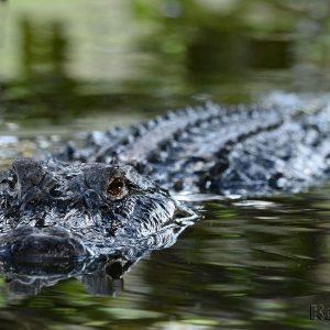 Gator Realm