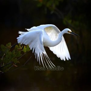 Wildlife Fine Art For Sale