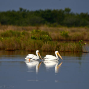 White Pelican haven