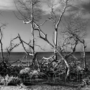 Twisted Shadows